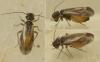 Elipsocus pumilis
